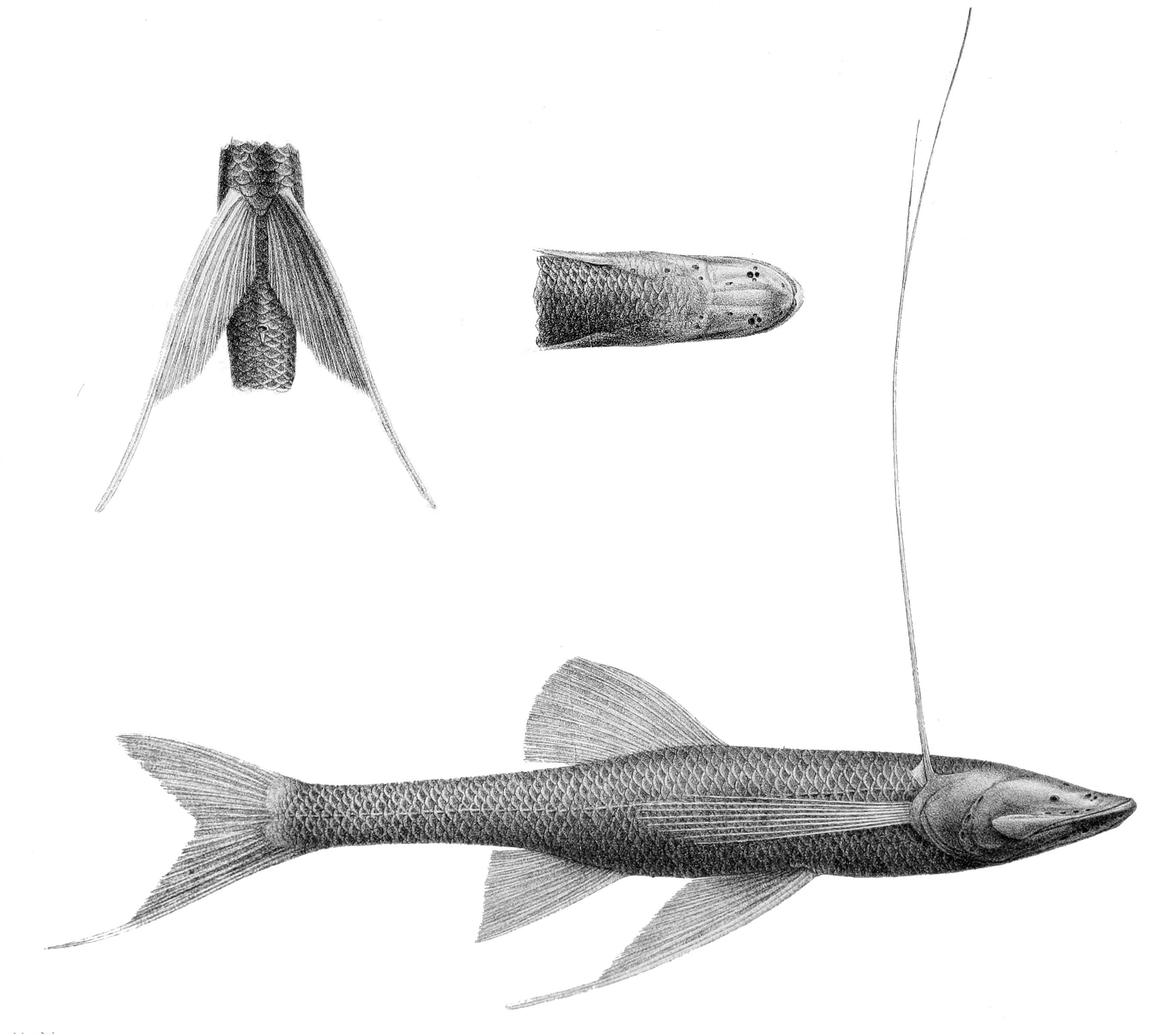 Abyssal Spiderfish reference image