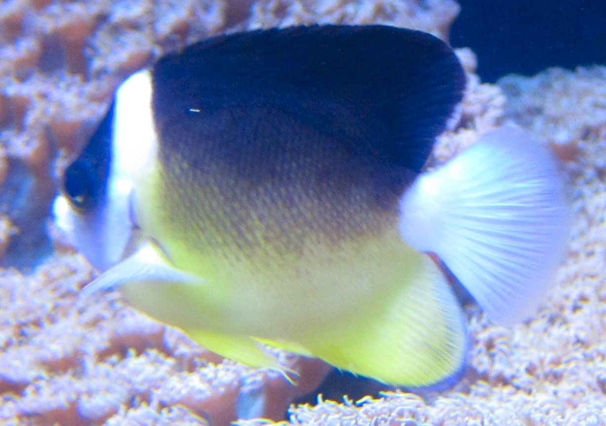 Abe's Angelfish reference image