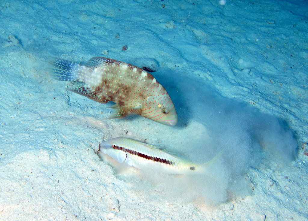 Abudjubbe Wrasse reference image