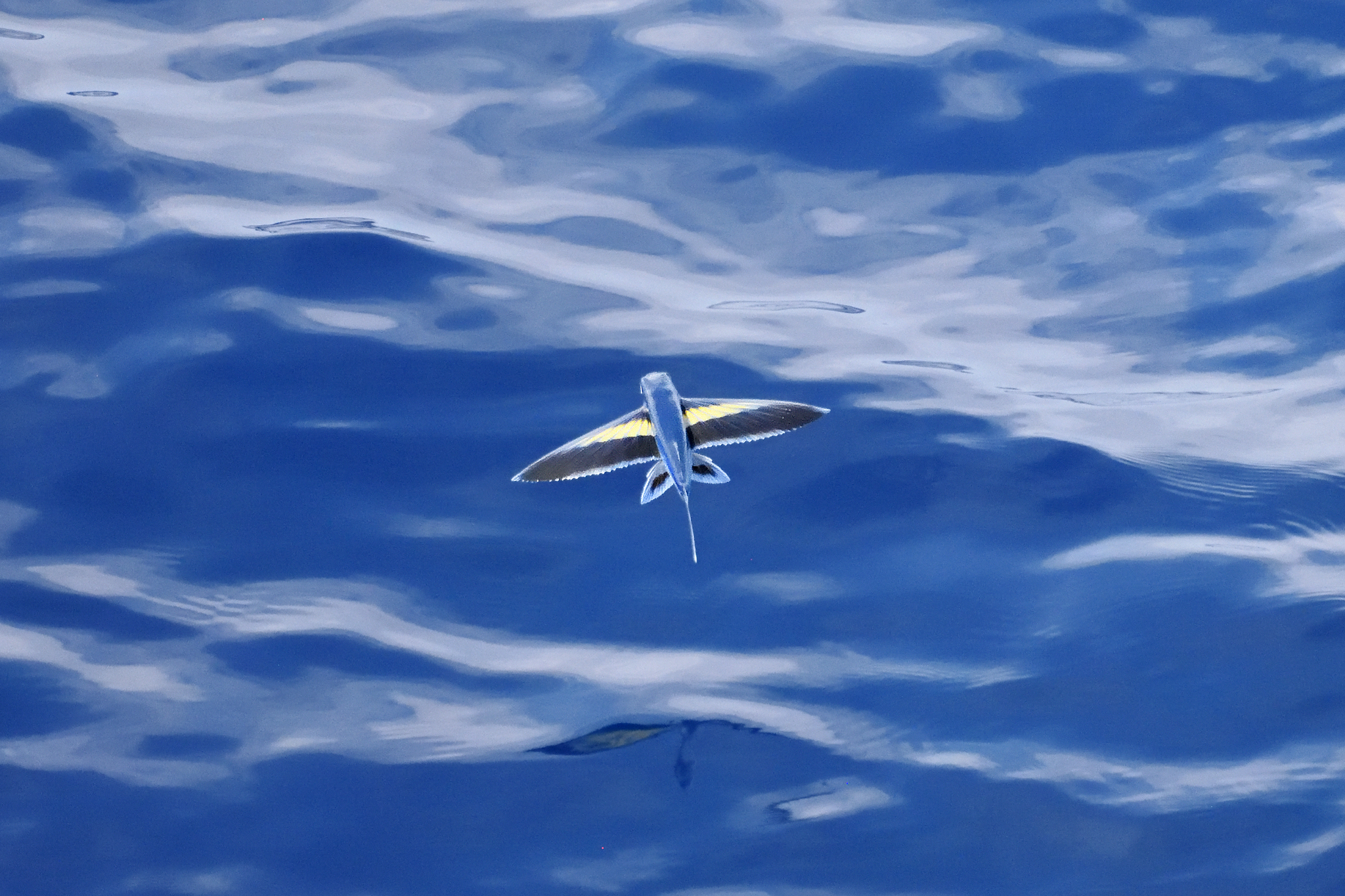 Abe's Flyingfish reference image