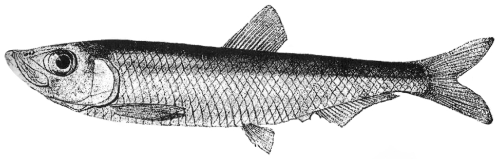 Abrau Sprat reference image