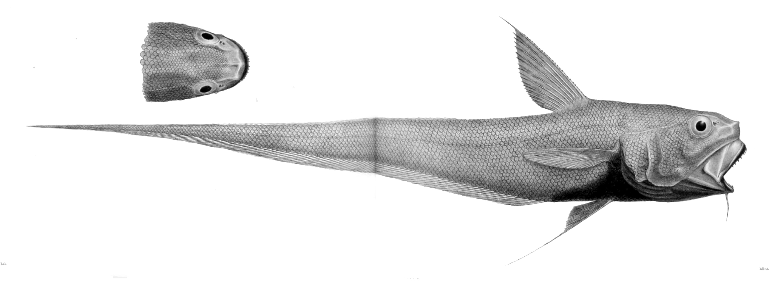 Abyssal Whiptail reference image