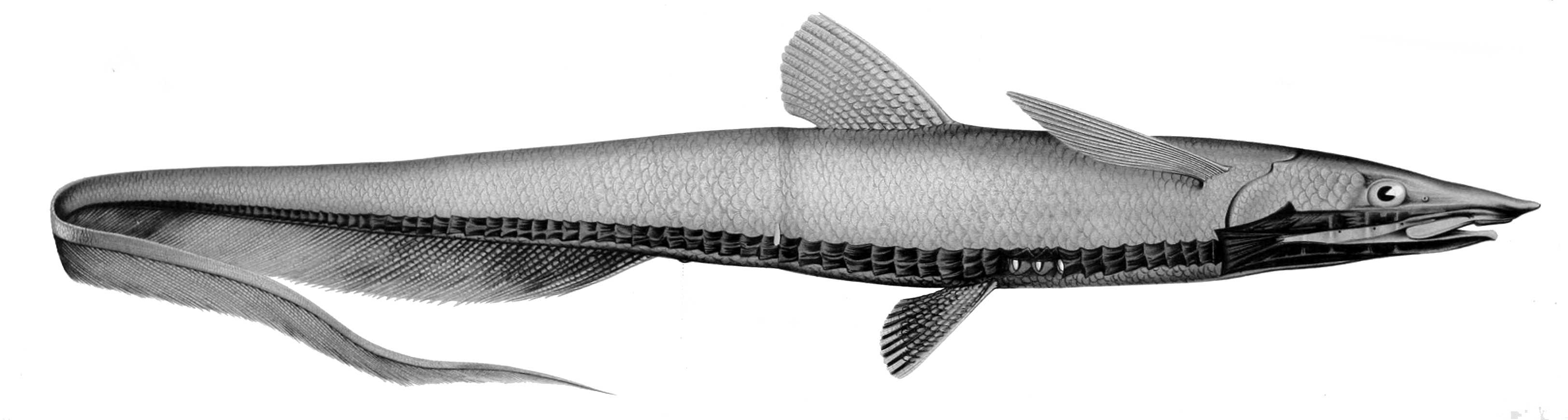 Abyssal halosaur reference image