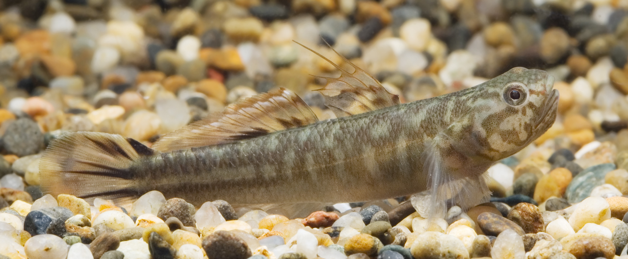 Abe's mangrove goby reference image
