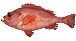 Acadian Redfish reference image